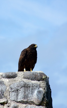 Galapagos Hawk on Espanola Island, Galapagos, Ecuadoの写真素材