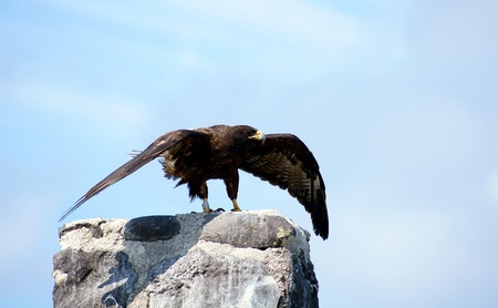 Galapagos Hawk takes flight on Espanola Island, Galapagos, Ecuado