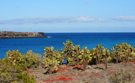 Catus on the South Isla Plaza, Galapagos, Ecuadorの写真素材