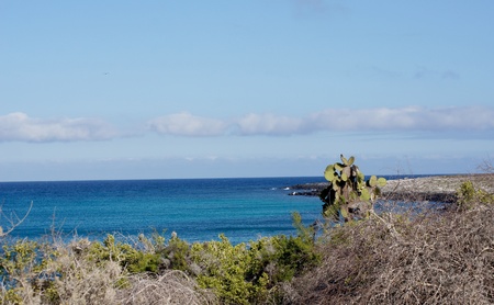 View of the South Isla Plaza in the Galapagos, Ecuadorの写真素材