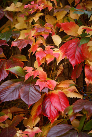 Autumn leaves, girlish grapesの写真素材