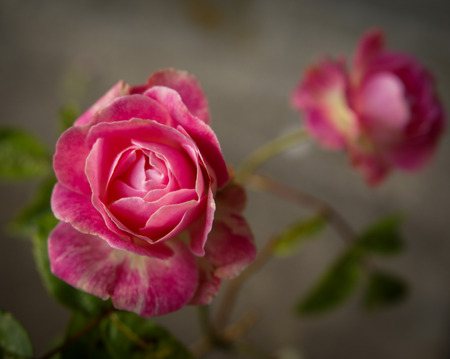 Pink rosesの写真素材