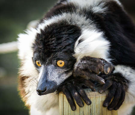 Black and white lemur in closeup shot の写真素材