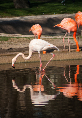 Bright pink flamingos in their natural habitatの写真素材