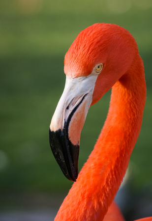 Bright pink flamingos in their natural habitatの写真素材