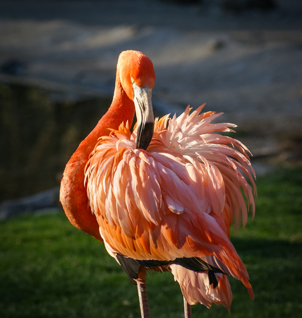 Bright pink flamingos in their natural habitatの写真素材