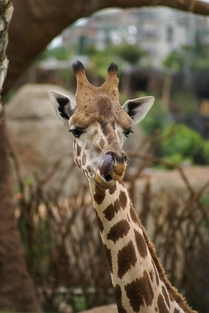 Giraffes. Manners, behavior, communicationの写真素材
