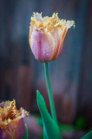 Spring flowers in a garden at Palekh,  Vladimir region, Russiaの写真素材