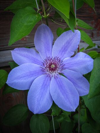 Spring flowers in a garden at Palekh,  Vladimir region, Russiaの写真素材