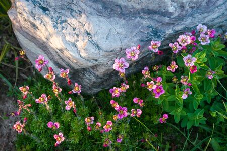 Spring flowers in a garden at Palekh,  Vladimir region, Russiaの写真素材