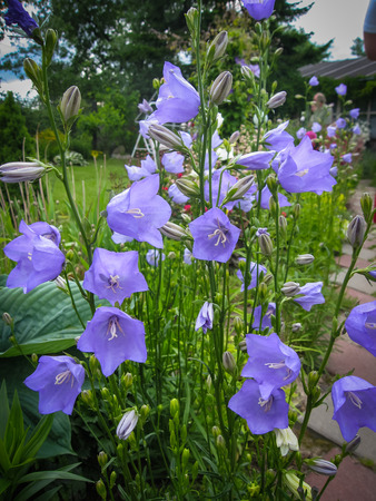 Spring flowers in a garden at Palekh,  Vladimir region, Russiaの写真素材