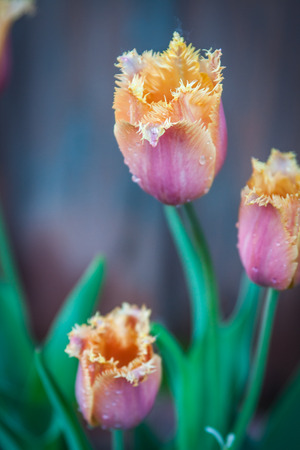 Spring flowers in a garden at Palekh,  Vladimir region, Russiaの写真素材
