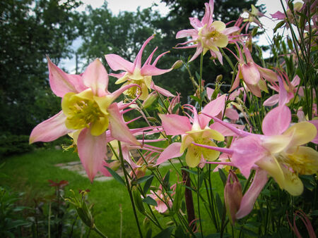 Spring flowers in a garden at Palekh,  Vladimir region, Russiaの写真素材