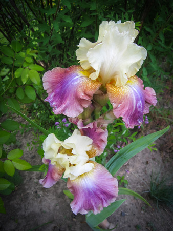 Spring flowers in a garden at Palekh,  Vladimir region, Russiaの写真素材