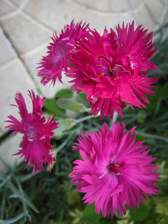 Spring flowers in a garden at Palekh,  Vladimir region, Russiaの写真素材