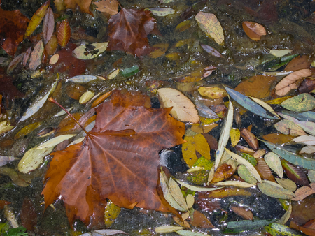 Image of autumn leaves at Monasterio de Piedra, Zaragoza, Aragon, Spainの写真素材