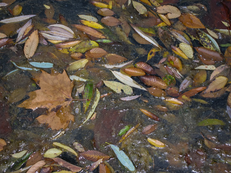 Image of autumn leaves at Monasterio de Piedra, Zaragoza, Aragon, Spainの写真素材