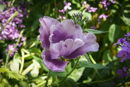 Spring flowers in the gardens of Giverny, Franceの写真素材