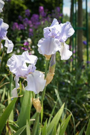 Spring flowers in the gardens of Giverny, Franceの写真素材