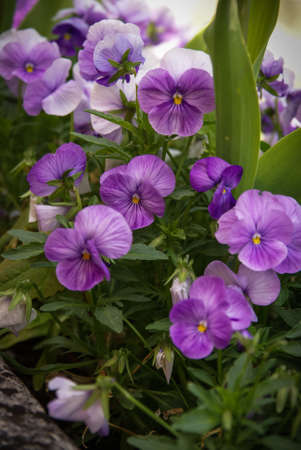 Image of Spring flowers, Chauvigny, France
