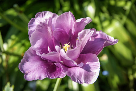 Spring flowers in the gardens of Giverny, Franceの写真素材