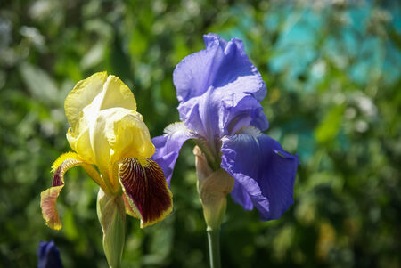 Spring flowers in the gardens of Giverny, Franceの写真素材