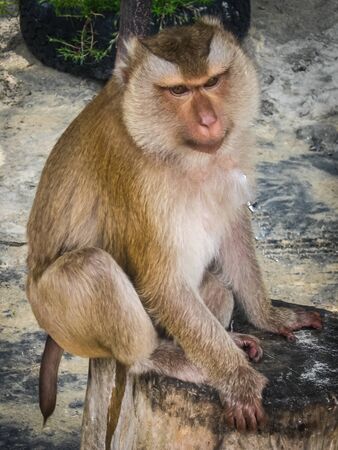Monkey  on the beach, Karon beach, Phuket, Tailandの写真素材