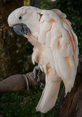 Portrait of a big rose parrot, Koh Samui, Land of smilesの写真素材