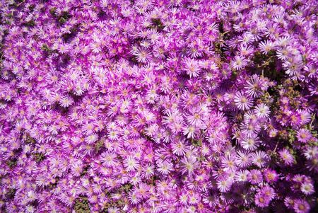 Image of Vivid pink flowersの写真素材