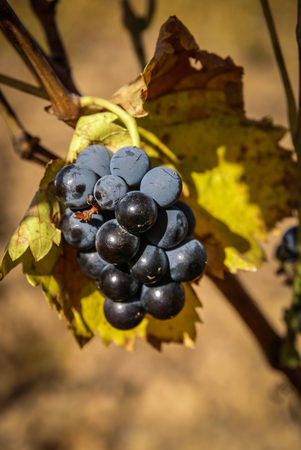 Image of Grapes at Estepas de Belchite, Zaragoza, Aragon, Spain