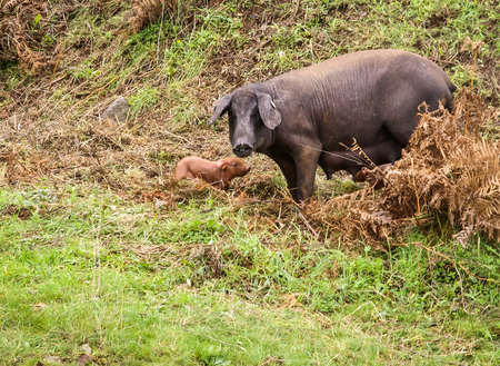 Black pig and pink pigglets in the meddow, Extremadura, Spainの写真素材