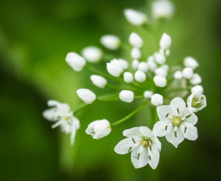 Image of Spring flowers at Akrokorinf, Peloponnese, Greeceの写真素材