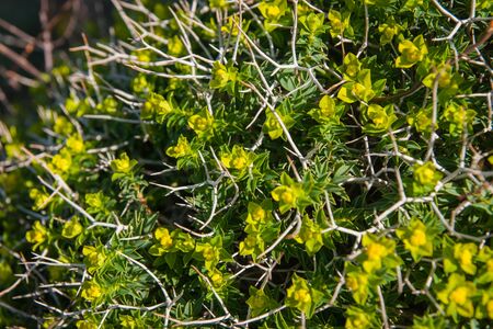 Image of beautiful spring flowers, Peloponnese, Greeceの写真素材