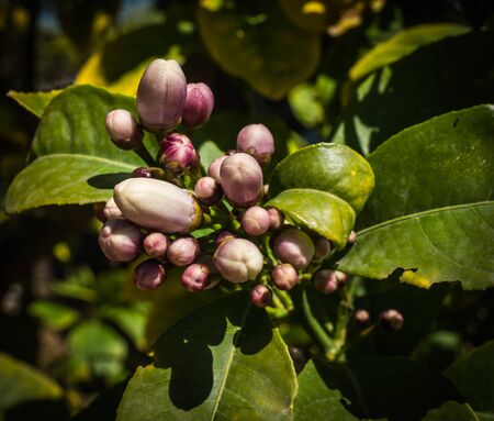 White spring flowers of orange tree, Peloponnese, Greeceの写真素材