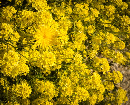 Bright spring yellow flowers in a meadow, Peloponnese, Greece