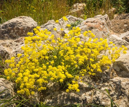 Bright spring yellow flowers in a meadow, Peloponnese, Greeceの写真素材