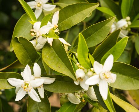 White spring flowers of orange tree, Peloponnese, Greeceの写真素材