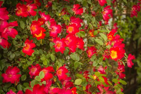 The picturesque flowering tree with red flowers, Northern Greece