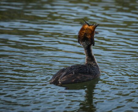 Image of Great Crested Grebe on Lake Prespa, Greeceの写真素材