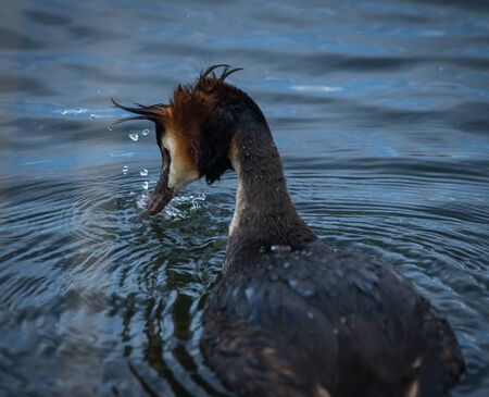 Image of Great Crested Grebe on Lake Prespa, Greeceの写真素材