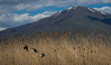 Image of Stilts at Lake Prespa, Greeceの写真素材