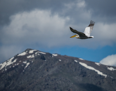 Image of dalmatian Pelican on Lake Prespa, Greeceの写真素材
