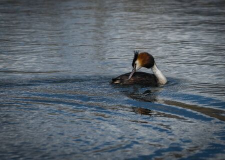 Image of Great Crested Grebe on Lake Prespa, Greeceの写真素材