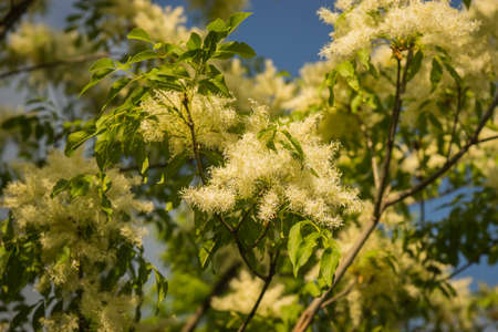 Image of yellow spring flowers on the tree, Greeceの写真素材