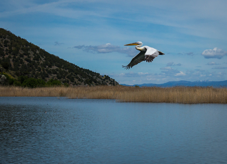 Image of dalmatian Pelican on Lake Prespa, Greeceの写真素材