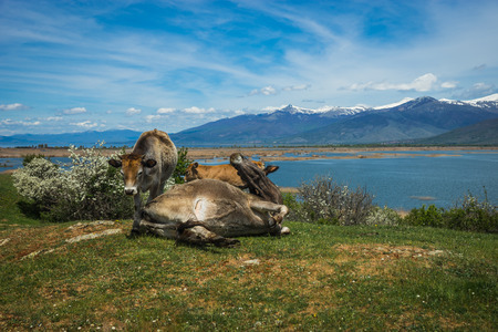 Cows on the island of St. Ahileos at Lake Prespa, Greeceの写真素材