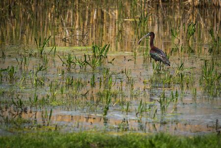 Image of a beautiful Ibis on Lake Prespa, Greeceの写真素材