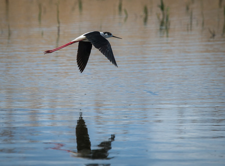 Image of Stilts at Lake Prespa, Greece