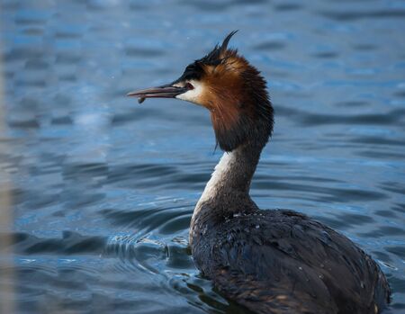 Image of Great Crested Grebe on Lake Prespa, Greeceの写真素材