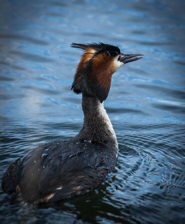 Image of Great Crested Grebe on Lake Prespa, Greece